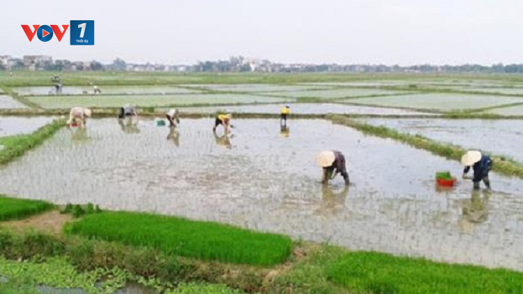 Rút ngắn thời gian xả nước vụ đông xuân 2020 - 2021 – Cơ bản đủ nước cho sản xuất nông nghiệp (27/02/2021)