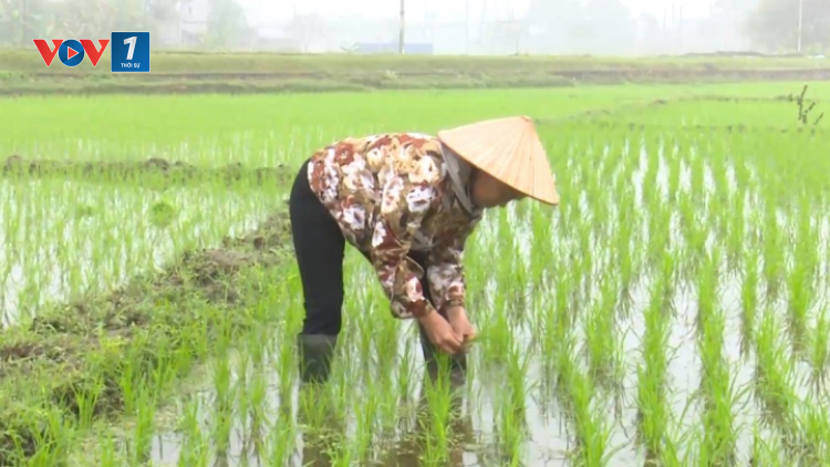Thanh Hoá: sau Tết, nông dân nô nức xuống đồng gieo cấy vụ chiêm xuân (18/02/2021)