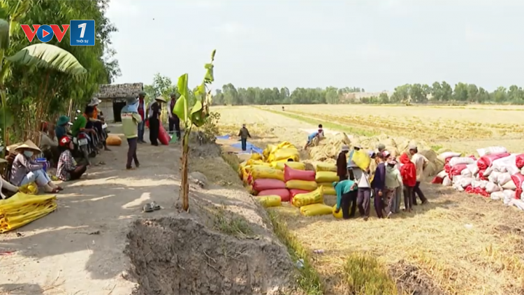 Nông dân ĐBSCL phấn khởi khi lúa Đông Xuân được mùa được giá (26/2/2021)