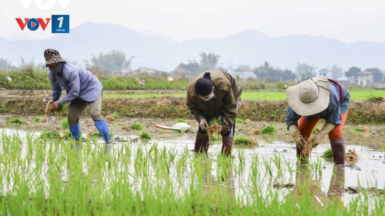 Nông dân xuống đồng cấy lúa đông xuân ngay từ đầu năm (20/02/2021)