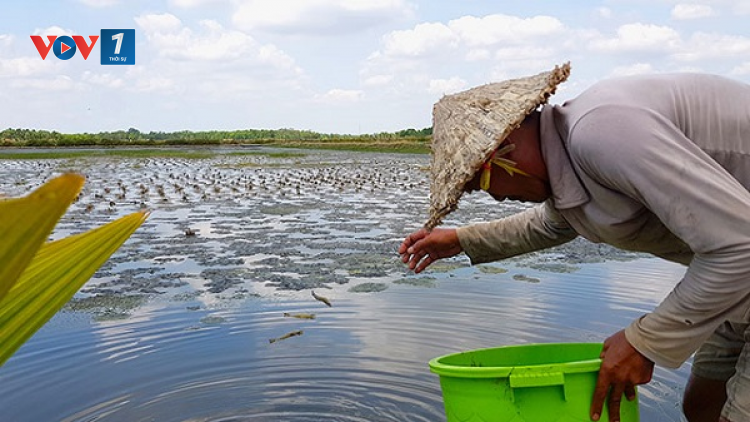 Nhân rộng các mô hình ứng phó với hạn mặn vùng Đồng bằng sông Cửu Long (08/02/2021)