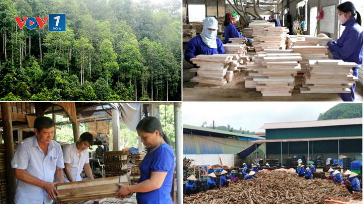 Yên Bái: phát triển kinh tế lâm nghiệp bền vững trong biến đổi khí hậu (16/03/2021)