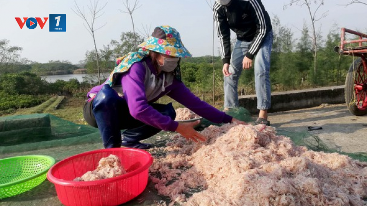 THỜI SỰ 21H30 ĐÊM 04/03/2021: Ngư dân miền Trung liên tục trúng lộc biển đầu năm