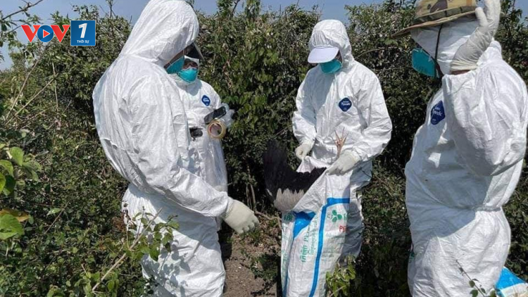 Campuchia: Hàng nghìn con chim chết vì cúm H5N1 (26/3/2021)