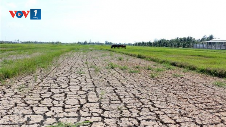 THỜI SỰ 18H CHIỀU 06/03/2021: Khoảng 45.000 ha sản xuất nông nghiệp khu vực ĐB SCL bị ảnh hưởng do mặn xâm nhập