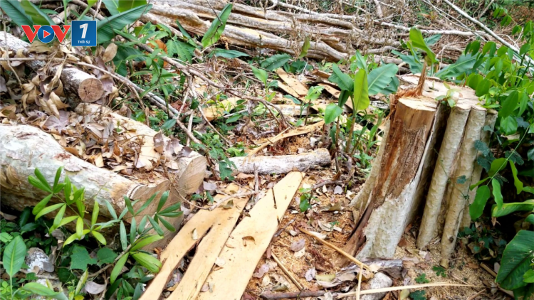Gia Lai: Báo động tình trạng phá rừng giáp ranh (10/04/2021)