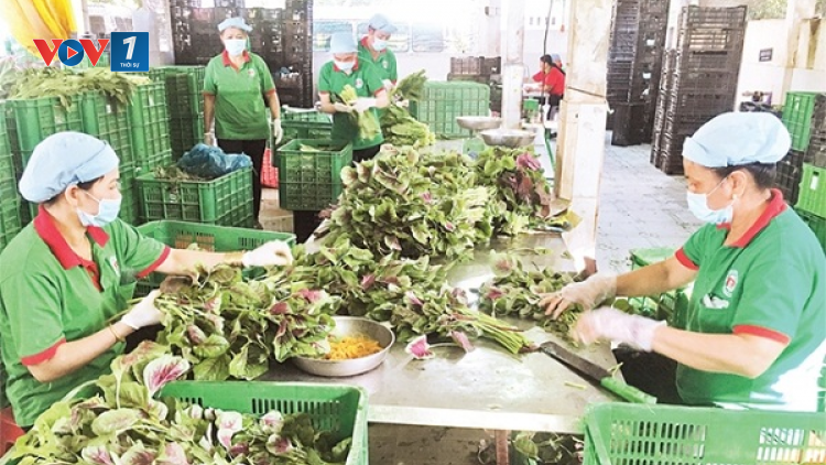 Phỏng vấn ông Nguyễn Ngọc Bảo, Chủ tịch Liên minh HTX Việt Nam về xây dựng chuỗi giá trị sản xuất nông nghiệp (10+11/04/2021)