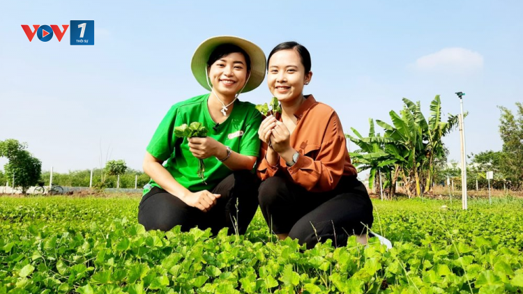 Khi người trẻ quay về với nông nghiệp (30/04/2021)