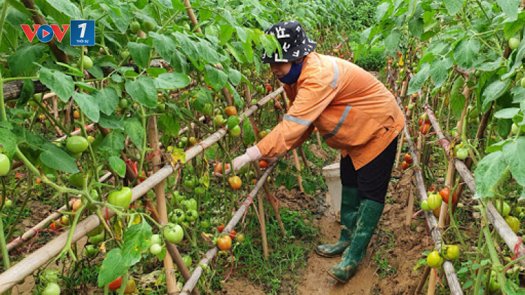 Sản xuất thực phẩm an toàn vì lợi ích người tiêu dùng (04/05/2021)