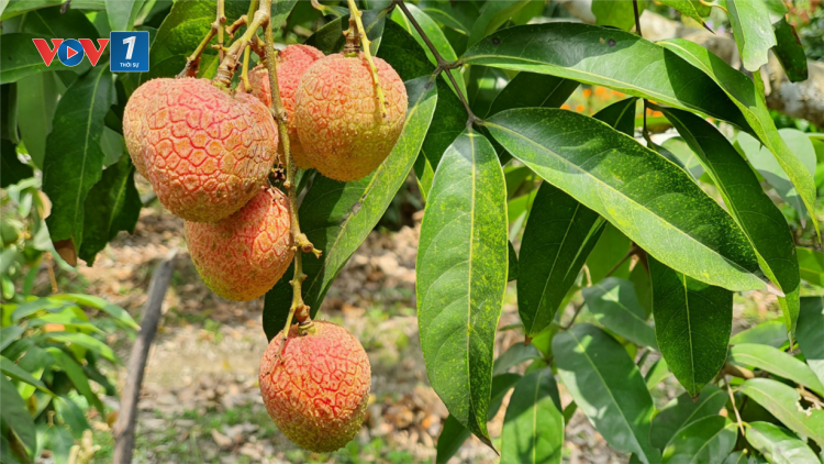 Bảo hộ chỉ dẫn địa lý tại nước ngoài- khẳng định thương hiệu nông sản Việt Nam, nhìn từ câu chuyện vải thiều Lục Ngạn (03/04/2021)