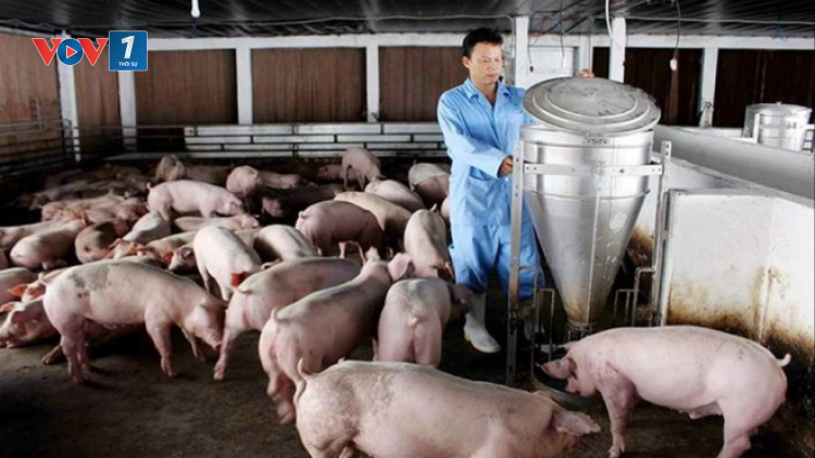 Giá thức ăn chăn nuôi tăng cao trong bối cảnh dịch bệnh, khó chồng khó (13/05/2021)
