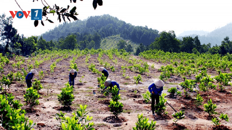 Trồng rừng thích ứng với biến đổi khí hậu (26/05/2021)