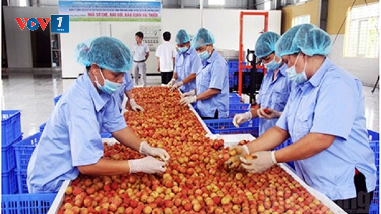 Chủ động các phương án tiêu thụ xuất khẩu vải thiều (15+16/05/2021)