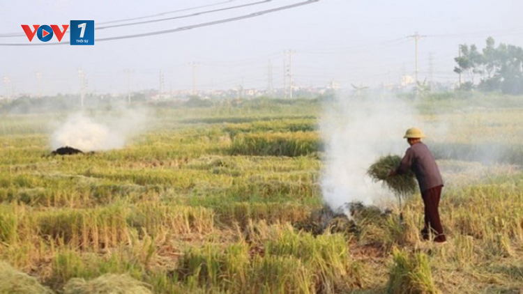 Các giải pháp hạn chế tình trạng đốt rơm rạ ở Hà Nội (17/06/2021)