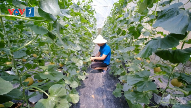 Sơn Dương, Tuyên Quang: Chuyển dịch cơ cấu nông nghiệp theo hướng sản xuất hàng hóa (22/06/2021)