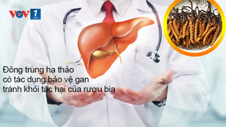 Tác dụng của Đông trùng hạ thảo đối với chức năng gan (26/06/2021)