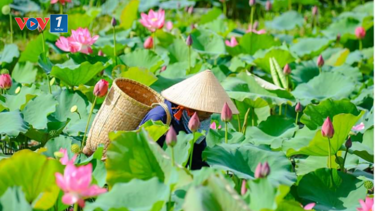 Trồng sen vùng trũng thu nhập cao (25/06/2021)