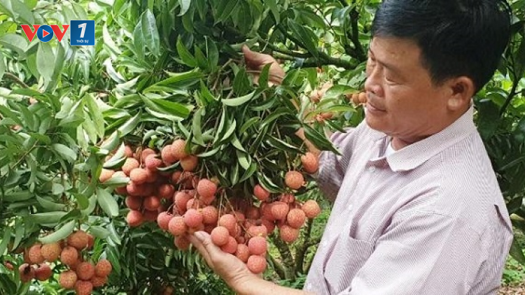Chuyên nghiệp hóa để nâng cao chất lượng chuỗi giá trị sản phẩm nông nghiệp trong dịch Covid19 ( 27/06/2021)
