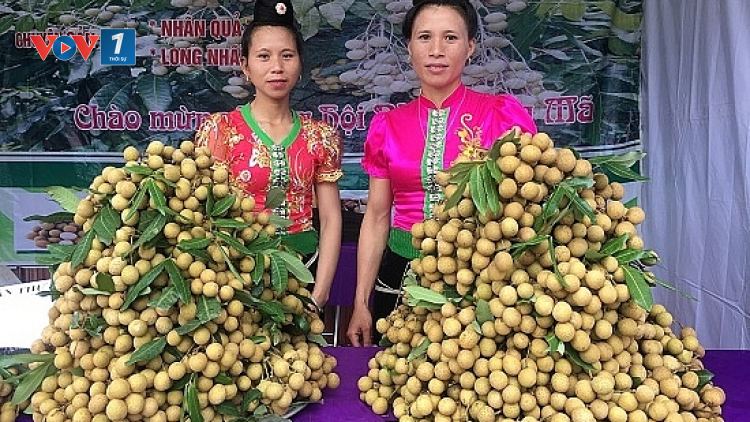 Nông dân Sông Mã, tỉnh Sơn La xuất khẩu nhãn sang EU (23/07/2021)