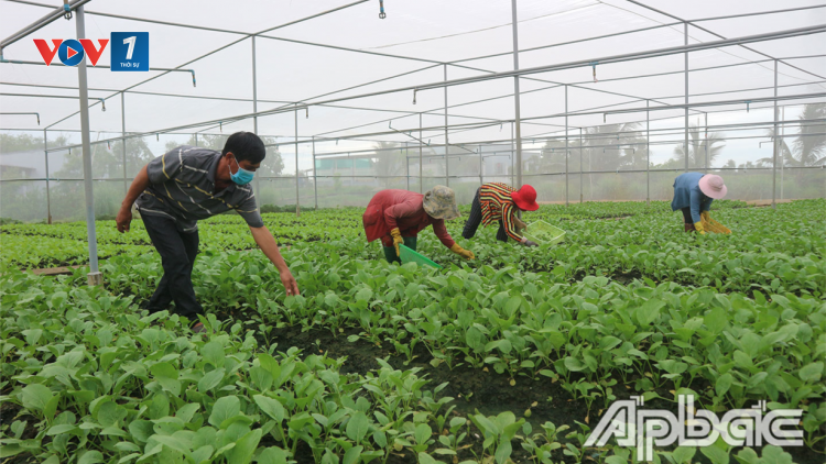 Tiền Giang: Hợp tác xã rau Tân Đông sản xuất an toàn trong dịch covid-19 (31/07/2021)