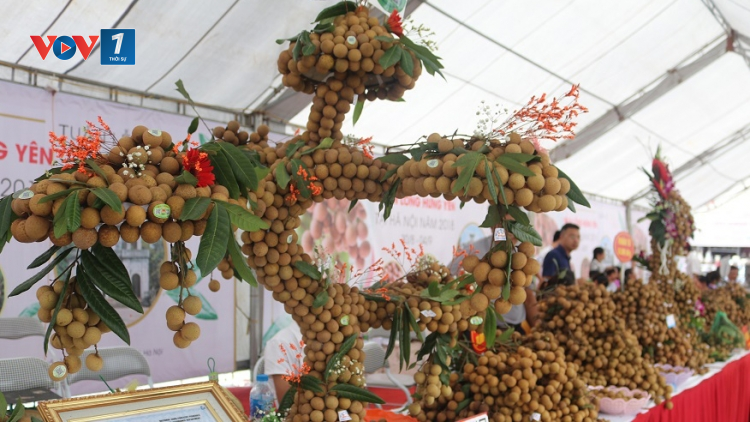 THỜI SỰ 18H CHIỀU 21/07/2021: Nhãn Sông Mã, Sơn La đầu tiên xuất khẩu sang thị trường châu Âu và Vương quốc Anh