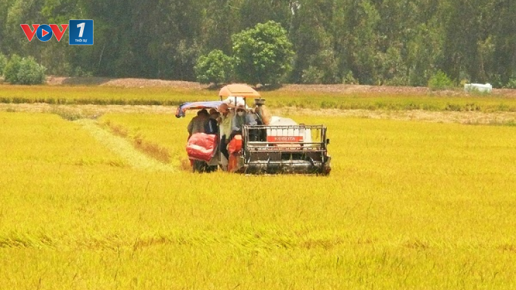 An Giang: Tháo gỡ khó khăn, kết nối hỗ trợ nông dân tiêu thụ lúa (09/08/2021)
