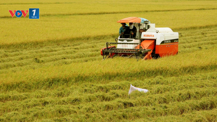 Sản xuất lúa gạo bền vững, hiệu quả trên cánh đồng. (30/08/2021)
