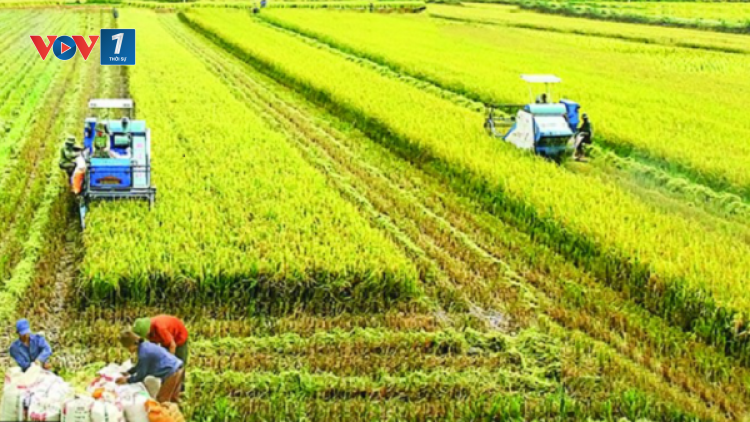 Bất chấp dịch covid 19 diễn biến phức tạp, ngành Nông nghiệp vẫn tăng trưởng (06/08/2021)