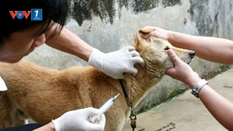 Cảnh báo bệnh dại từ sự chủ quan của người nuôi (Ngày 29/08/2021)