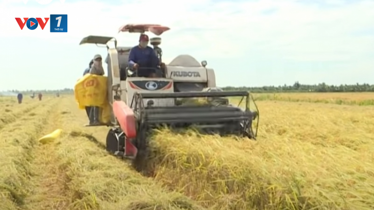 Gánh nặng đè lên vai người dân ĐBSCL khi giá phân bón tăng, giá lúa giảm (17/08/2021)