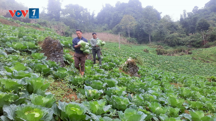 Kỹ thuật trồng rau trái vụ cho hiệu quả cao. (17/08/2021)