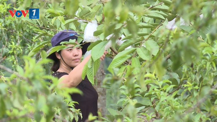 Du lịch nông nghiệp Bắc Hà chuyển hướng mới trong mùa dịch, chờ cơ hội phục hồi (20/09/2021)