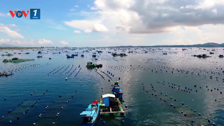 Khánh Hòa tìm giải pháp tháo gỡ đầu ra cho thủy sản (21/09/2021)