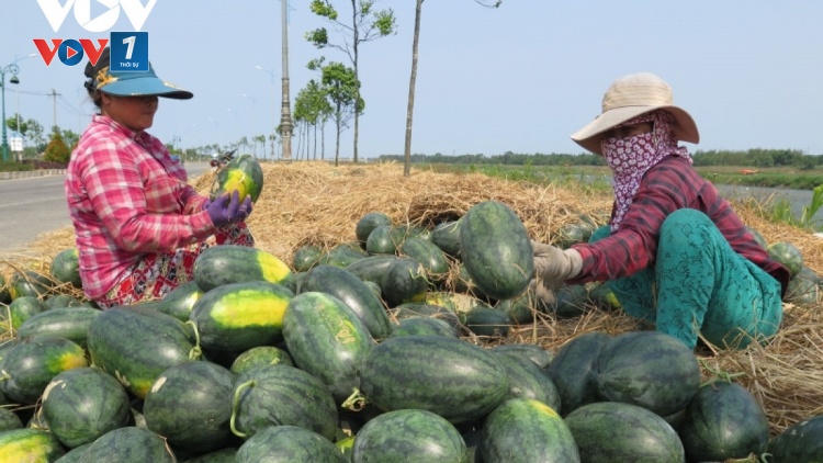 Quảng Ngãi: Nỗ lực giải quyết đầu ra cho nông dân, ngư dân (30/09/2021)
