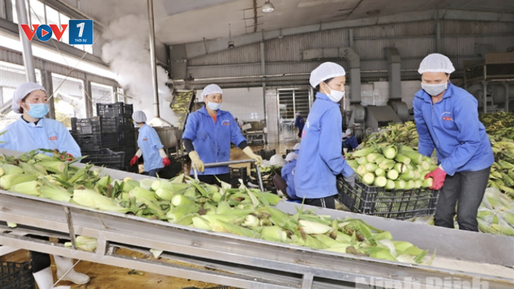 THỜI SỰ 18H CHIỀU 21/9/2021: Người tiêm đủ 2 mũi vắc xin được sản xuất và lưu thông hàng hóa.