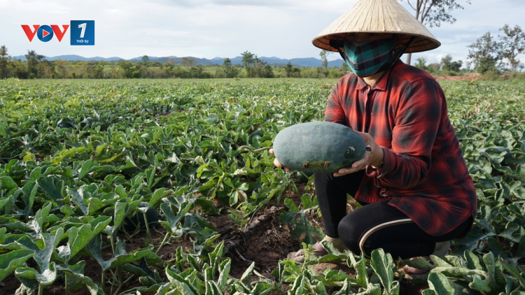 Nông dân Gia Lai lao đao vì dưa hấu rớt giá (5/01/2021)