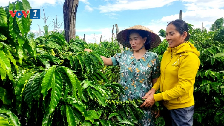 Đắk Lắk: Phụ nữ thay đổi nếp nghĩ, cách làm để phát triển kinh tế, giảm nghèo bền vững (27/01/2023)