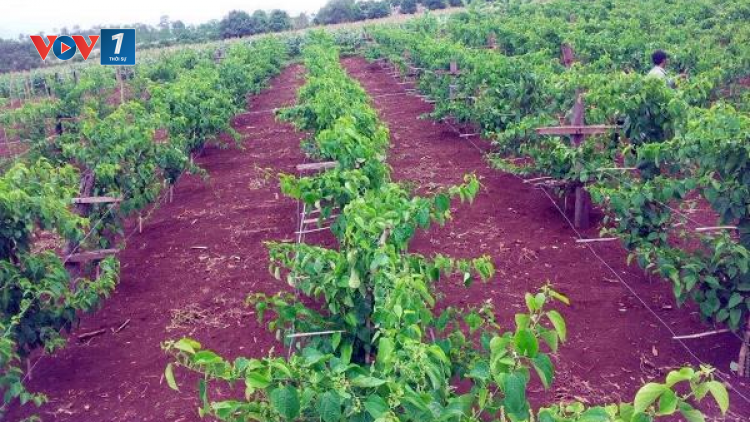 Gia Lai: Xử phạt 80 triệu đồng 1 doanh nghiệp giả mạo xuất xứ cây chanh dây giống (12/1/2023)