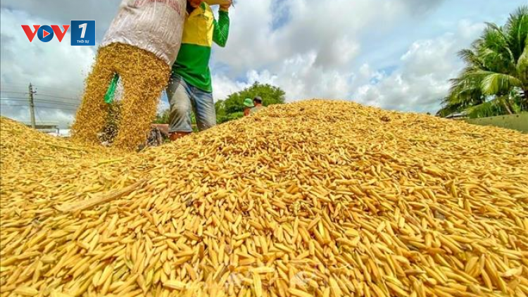 THỜI SỰ 21H30 ĐÊM 1/1/2023: Giá xuất khẩu gạo tuần qua cao nhất, kể từ giữa tháng 7/2022 đến nay.