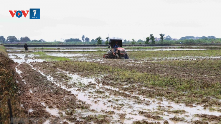 THỜI SỰ 21H30 ĐÊM 09/1/2023: Hơn 20% diện tích Trung du và Đồng bằng Bắc bộ đã có nước gieo cấy vụ Đông xuân 2022-2023