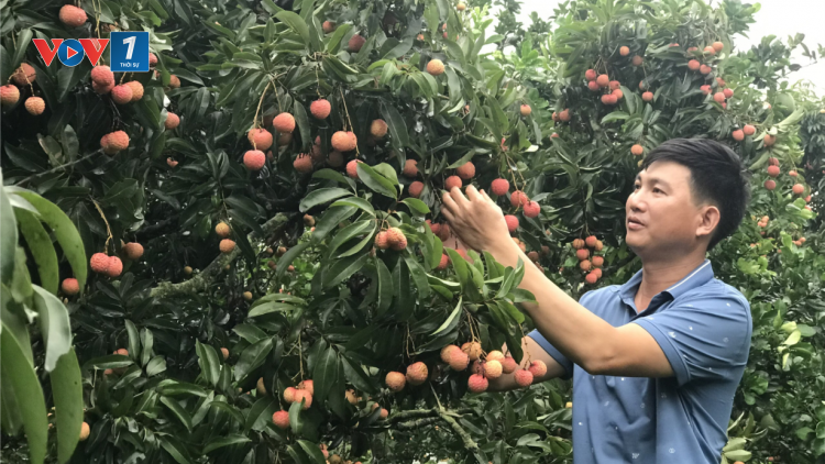 Hợp tác xã phát triển du lịch nông nghiệp gắn với xây dựng nông thôn mới (04/10/2023)