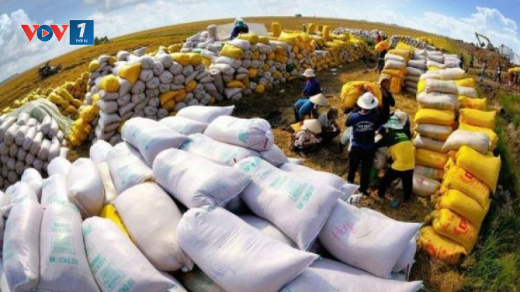 THỜI SỰ 12H TRƯA 25/10/2023: Giá gạo Việt Nam đang ở mức cao kỷ lục, kim ngạch xuất khẩu lập đỉnh mới.