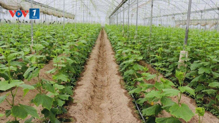 Bắc Giang phát triển kinh tế để xây dựng nông thôn mới nâng cao bền vững (15/10/2023)