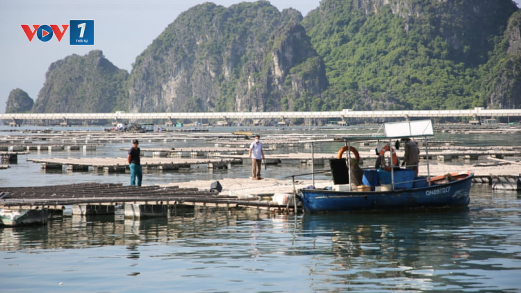 Quảng Ninh- mục tiêu 8800ha diện tích nuôi biển (8/11/2023)