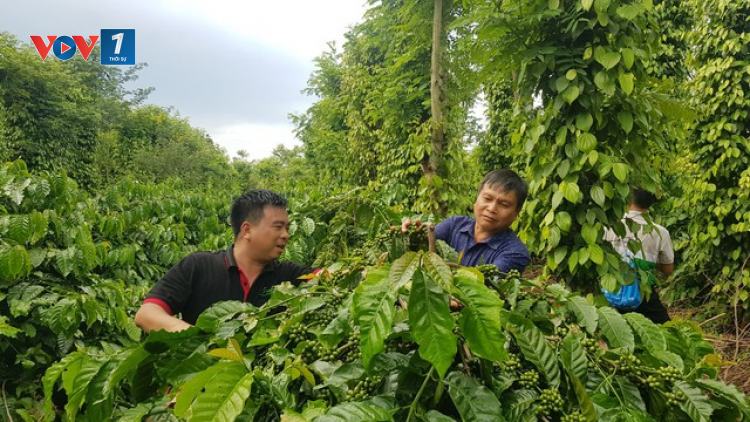 Doanh nghiệp hợp tác sản xuất, kinh doanh, phát triển bền vững (14/12/2023)
