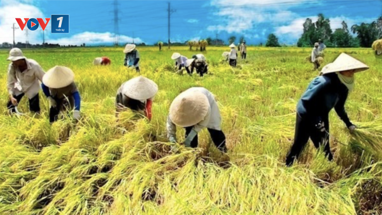 Nông dân khẳng định vị thế làm chủ nông nghiệp, nông thôn (26/12/2023)