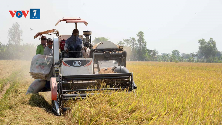 THỜI SỰ 18H CHIỀU 18/2/2023: Xuất khẩu gạo ổn định, lúa Đông Xuân ở Đồng bằng Sông Cửu Long trúng mùa được giá