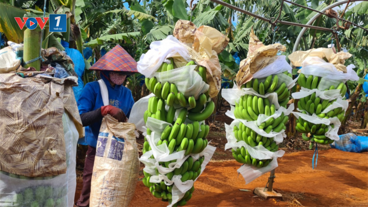 Sớm đăng ký mã vùng trồng, nhiều nông sản Gia Lai xuất khẩu chính ngạch. (18+19/02/2023)
