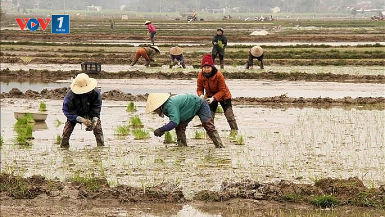 Nam Định - hướng đến vụ đông xuân 2022-2023 thắng lợi (07/02/2023)