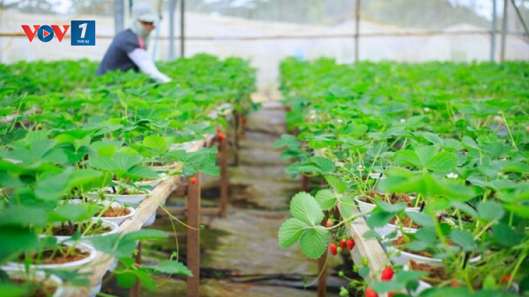 Sản xuất xanh - thúc đẩy phát triển nông nghiệp bền vững (09/02/2023)